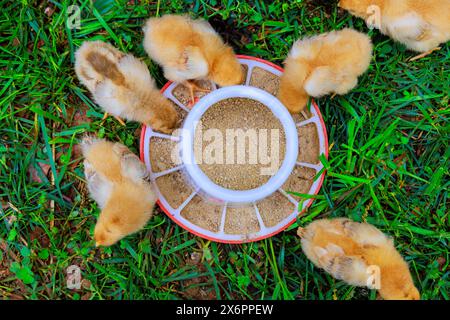 À la campagne, le troupeau de poulets minuscules mange d'une mangeoire spéciale. Banque D'Images