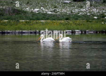 Grand pélican blanc au lac de Prespa en Grèce Banque D'Images