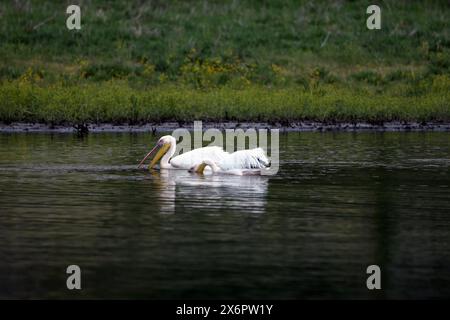 Grand pélican blanc au lac de Prespa en Grèce Banque D'Images