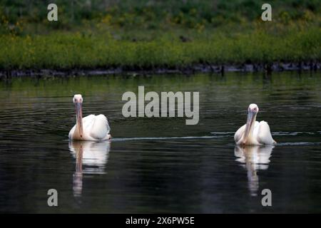 Grand pélican blanc au lac de Prespa en Grèce Banque D'Images