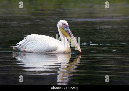 Grand pélican blanc au lac de Prespa en Grèce Banque D'Images