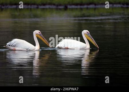 Grand pélican blanc au lac de Prespa en Grèce Banque D'Images