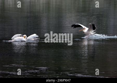 Grand pélican blanc au lac de Prespa en Grèce Banque D'Images