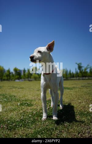 un chien blanc avec un collier rouge se tient sur un champ d'herbe. Banque D'Images