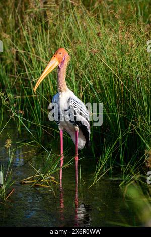 Cigogne peinte debout toujours portrait dans le marais du parc national de Yala. Banque D'Images