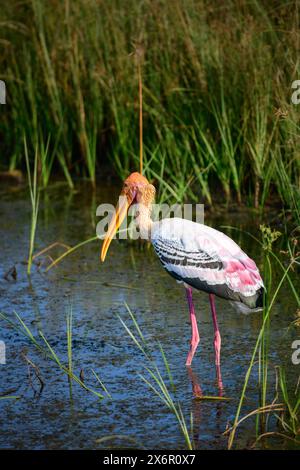 Cigogne peinte pataugant dans le marais du parc national de Yala. Banque D'Images