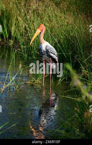 Cigogne peinte debout toujours portrait dans le marais du parc national de Yala. Banque D'Images