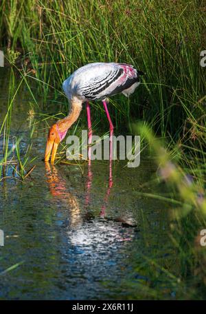 Pêche à la cigogne peinte dans le marais du parc national de Yala. Banque D'Images