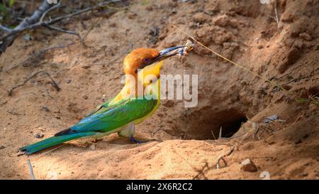 Oiseau mangeur d'abeilles à tête de châtaigne avec une prise qui pénètre dans le tunnel, trou de nid dans les bancs de sable pour nourrir les poussins Banque D'Images