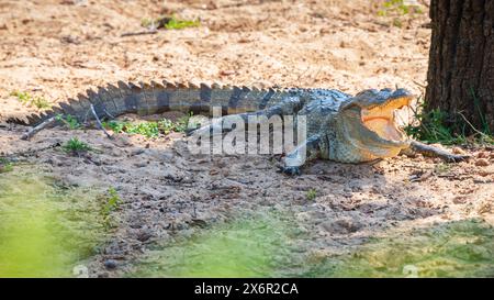 Crocodile mugger reposant sur le sol avec la bouche ouverte. Banque D'Images