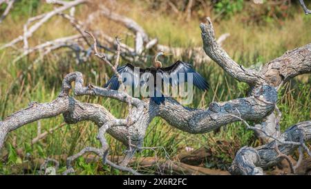 Darter oriental se desséchant avec des ailes déployées, perché sur un arbre tombé dans le parc national de Yala. Banque D'Images