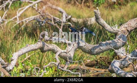 Darter oriental se desséchant avec des ailes déployées, perché sur un arbre tombé dans le parc national de Yala. Banque D'Images