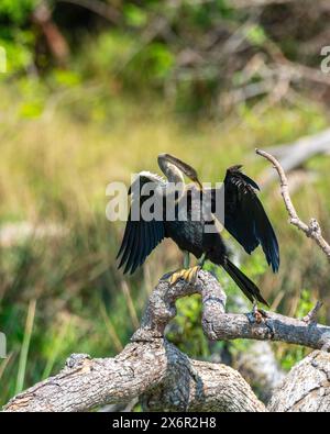 Darter oriental se desséchant avec des ailes déployées, perché sur un arbre tombé dans le parc national de Yala. Banque D'Images