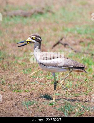 Grand genou épais debout sur une jambe de près au parc national de Yala. Banque D'Images