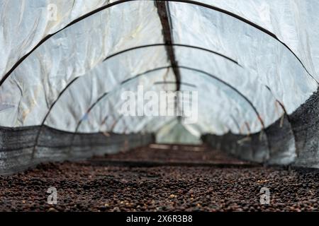 Cerises de café après la récolte, le processus sec, le traitement naturel est une façon spéciale de traiter le café, Boquete, Panama - photo stock Banque D'Images