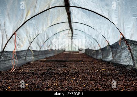 Cerises de café après la récolte, le processus sec, le traitement naturel est une façon spéciale de traiter le café, Boquete, Panama - photo stock Banque D'Images