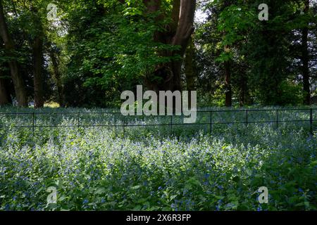 Pentaglottis sempervirens également connu sous le nom d'Alkanet florissant à l'ombre des arbres à la fin du printemps. Banque D'Images