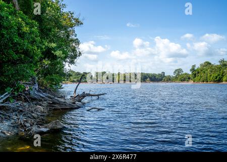 Scène sur la rive du Suriname Banque D'Images