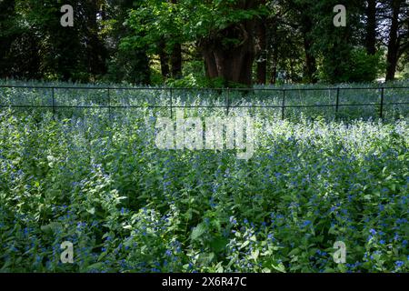 Pentaglottis sempervirens également connu sous le nom d'Alkanet florissant à l'ombre des arbres à la fin du printemps. Banque D'Images