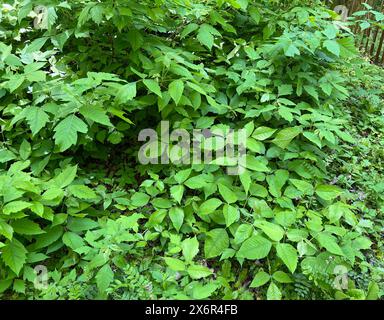 Giftsumach, Rhus radicans waechst als Strauch, ist aber auch in der Lage mit seinen Haftwurzeln zu klettern. Sumac poison, Rhus radicans pousse comme un sh Banque D'Images