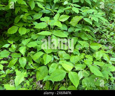 Giftsumach, Rhus radicans waechst als Strauch, ist aber auch in der Lage mit seinen Haftwurzeln zu klettern. Sumac poison, Rhus radicans pousse comme un sh Banque D'Images