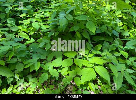 Giftsumach, Rhus radicans waechst als Strauch, ist aber auch in der Lage mit seinen Haftwurzeln zu klettern. Sumac poison, Rhus radicans pousse comme un sh Banque D'Images