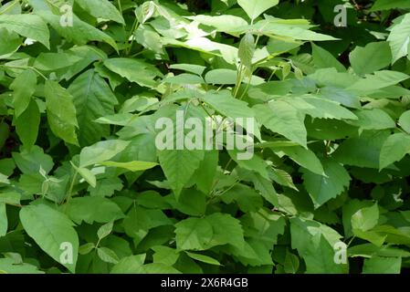 Giftsumach, Rhus radicans waechst als Strauch, ist aber auch in der Lage mit seinen Haftwurzeln zu klettern. Sumac poison, Rhus radicans pousse comme un sh Banque D'Images