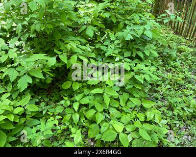 Giftsumach, Rhus radicans waechst als Strauch, ist aber auch in der Lage mit seinen Haftwurzeln zu klettern. Sumac poison, Rhus radicans pousse comme un sh Banque D'Images