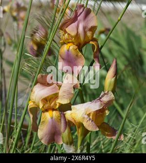 Iris, Die Schwertlilie ist eine wild wachsende Blume mit blauen Blueten. L'iris est une fleur sauvage avec des fleurs bleues. Schwertlilie, Iris, germanica ** Banque D'Images