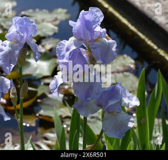 Iris, Die Schwertlilie ist eine wild wachsende Blume mit blauen Blueten. L'iris est une fleur sauvage avec des fleurs bleues. Schwertlilie, Iris, germanica ** Banque D'Images