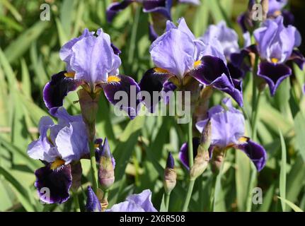 Iris, Die Schwertlilie ist eine wild wachsende Blume mit blauen Blueten. L'iris est une fleur sauvage avec des fleurs bleues. Schwertlilie, Iris, germanica ** Banque D'Images