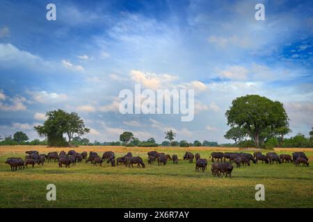 Faune africaine, troupeau de buffles dans le delta de l'Okavango. Journée ensoleillée avec des nuages sur le ciel bleu, savane au Botswana. Buffalo africain, Cyncerus cafer, dans le natu Banque D'Images