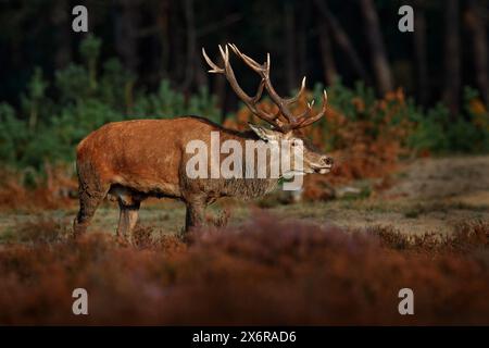 Cerf rouge, saison des ornières, Hoge Veluwe, pays-Bas. Scène de la faune de la nature. Heath Moorland, comportement animal automnal. Banque D'Images