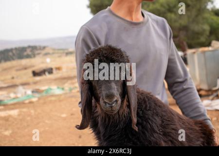 Jeune adolescent arabe tenant de petits moutons se sentant heureux et remerciant Dieu pour ses dons dans le désert Banque D'Images