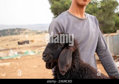 Jeune adolescent arabe tenant de petits moutons se sentant heureux et remerciant Dieu pour ses dons dans le désert Banque D'Images