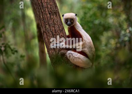 Faune endémique de Madagascar. Afrique nature. Le sifaka de Coquerel, Propithecus coquereli, parc national d'Ankarafantsika. Singe dans l'habitat. Madagascar sauvage. Entrée lémurien Banque D'Images