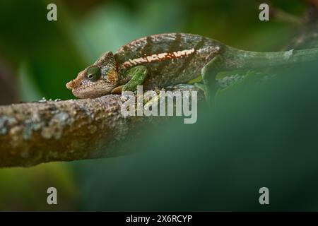 Calumma parsonii ssp. Cristifer, caméléon de Parson, assis sur la branche verte dans la végétation verte de la forêt. Caméléon dans l'habitat naturel, Anda Banque D'Images