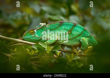 Calumma parsonii, caméléon de Parson, dans l'habitat forestier naturel, Andasibe Mantadia NP à Madagascar. Lézard vert sur l'arbre. Banque D'Images