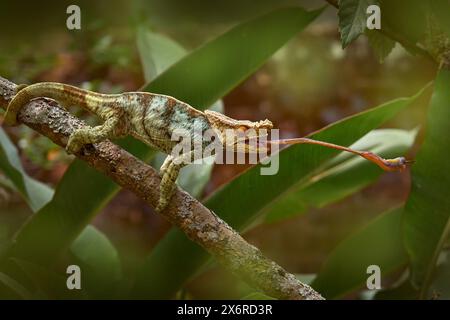 Panther caméléon attrape l'insecte sur la branche d'arbre, Furcifer pardalis, assis sur l'habitat naturel, Ranomafana NP. Lézard endémique de Madagascar. Banque D'Images