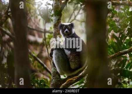 Lémurien sauvage dans son habitat. Indri indri, singe avec jeune bébé petit dans la forêt de Kirindy, Madagascar. Lémurien dans l'habitat naturel. Sifaka sur l'arbre, ensoleillé d Banque D'Images