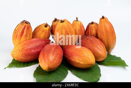 Gousses de cacao de couleur orange propres avec des feuilles vertes isolées sur fond blanc de studio vue large Banque D'Images