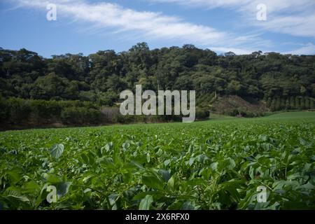 Ferme de pommes de terre avec fond de colline et de ciel bleu. Banque D'Images
