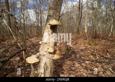 Support champignons, en forme de sabot, polypore de bouleau, sur l'arbre Betula mourant endommagé qui peut être utilisé à des fins nutritionnelles et médicinales Banque D'Images