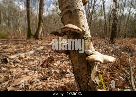 Support champignons, en forme de sabot, polypore de bouleau, sur l'arbre Betula mourant endommagé qui peut être utilisé à des fins nutritionnelles et médicinales Banque D'Images