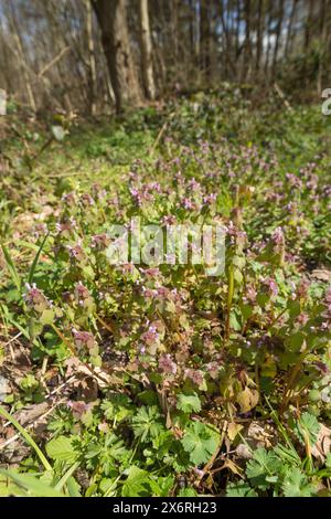 Ortie morte violette dans la famille de la menthe en floraison printanière sur le sol boisé d'une forêt de bouleaux, comestible avec une forte saveur poivrée Banque D'Images