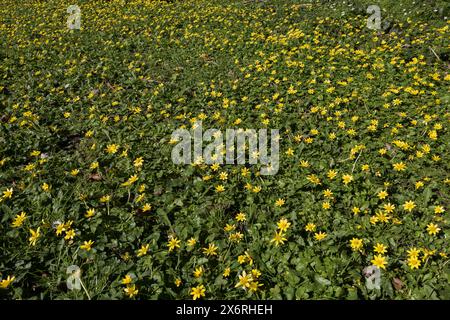 Masse de fleurs jaunes printanières de petites fleurs de Celandine recouvrant le sol boisé refuge pour les insectes pollen précoce Banque D'Images