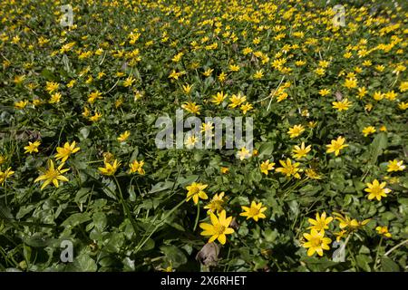 Masse de fleurs jaunes printanières de petites fleurs de Celandine recouvrant le sol boisé refuge pour les insectes pollen précoce Banque D'Images