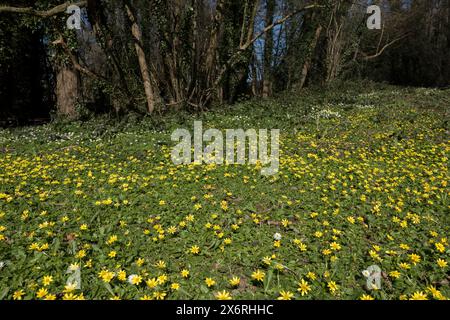 Masse de fleurs jaunes printanières de petites fleurs de Celandine recouvrant le sol boisé refuge pour les insectes pollen précoce Banque D'Images