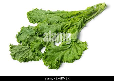 Bouquet fraîchement cueilli de légume amsoi vert organique isolé sur fond blanc de près Banque D'Images