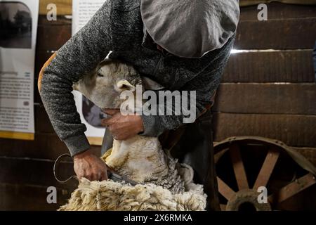 Une main gaucho tond des moutons à l'Estancia Nibepo Aike dans le parc national Los Glaciarers. Banque D'Images